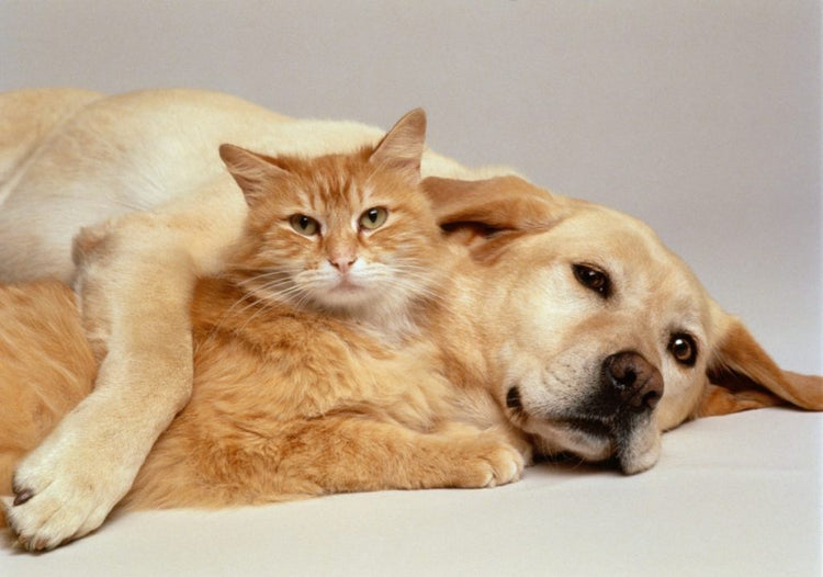 Dieren